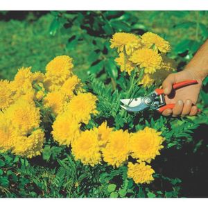 Tesoura de Podar Tramontina com Cabo Plástico, 21 cm